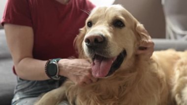 Golden Retriever 'ın köpek suratlı yüzü, kız sahibinin onu okşamasından zevk alıyor. Safkan evcil köpeği olan genç bir kadın.