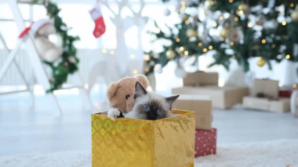 Kat Kerstmis Zitten Nieuwjaar Geschenk Met Teddy Speelgoedbeer Kijken Uit — Stockvideo