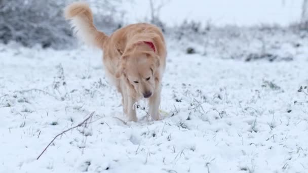 Zlatý Retrívr Pes Močí Sněhu — Stock video