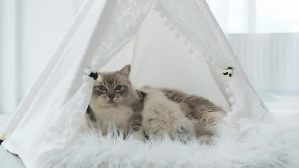 Ragdoll Ras Kattenvoer Kittens Kattenhuis — Stockvideo