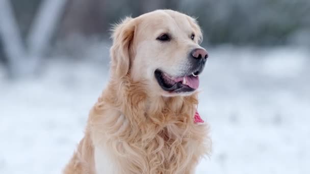 Cute Muzzle Adorable Young Golden Retriever Outdoors Winter — Stock Video