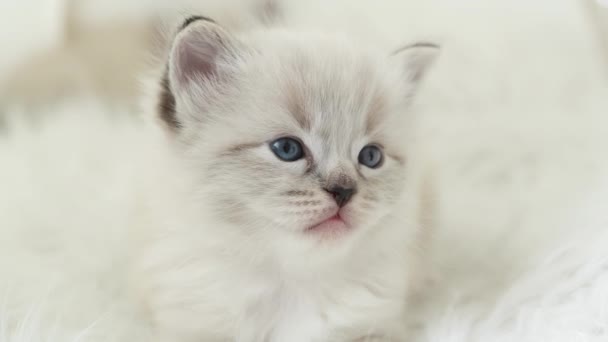 Muzzle Nice Small Ragdoll Kitten Blue Eyes Sparkles Innocence Charm — Stock Video