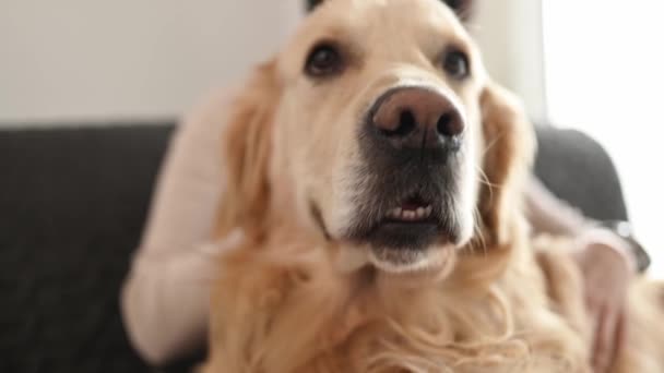 Piękna Dziewczyna Pieszczoty Golden Retriever Pies Siedzi Kanapie Domu Widok — Wideo stockowe