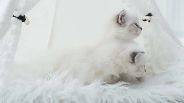 Dvě Roztomilá Zvědavá Bílá Koťátka Kočičím Domě — Stock video