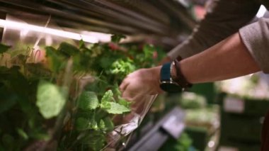 Taze sebze seçen bir kız - markette nane ve maydanoz