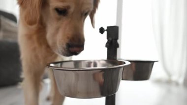 Golden Retriever köpeği metal kaseden özel besin yiyor. Evde özel kuru mama diyeti olan safkan bir evcil köpek.