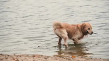 Altın yeniden çekilen köpek sopayla oynuyor ve suyu sallıyor.