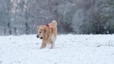 Tatlı, altın av köpeği oyuncakla oynuyor ve karda koşuyor.