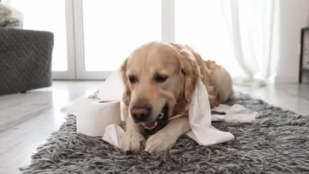 Золотая Собака Ретривер Играет Туалетной Бумагой Ванной Лежа Полу Чистокровный — стоковое видео
