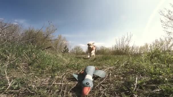 Golden Retriever Cão Correndo Brincando Com Brinquedo Pato Treinando Cão — Vídeo de Stock