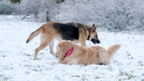 ゴールデンレトリーバー犬とドイツの羊飼いは冬に雪で遊ぶ友人を育てました — ストック動画
