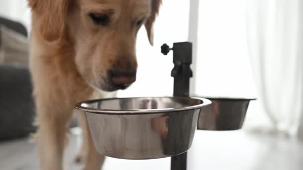 Golden Retriever Kutya Eszik Speciális Élelmiszer Táplálkozás Fém Tál Fajtatiszta — Stock videók
