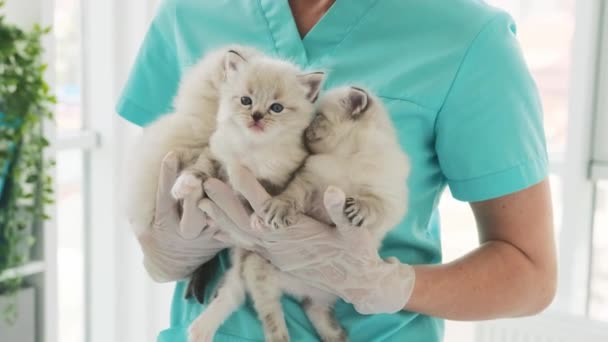 Adorable Tres Gatitos Blancos Las Manos Veterinario Una Clínica Veterinaria — Vídeo de stock