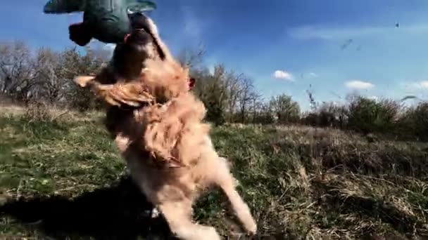 Golden Retriever Cão Correndo Brincando Com Brinquedo Pato — Vídeo de Stock