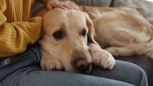 Golden Retriever Köpeğini Okşayan Küçük Bir Kız Saf Köpek Evcil — Stok video