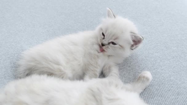 Schöne Kleine Weiße Kätzchen Die Auf Einem Sofa Spielen Bringen — Stockvideo