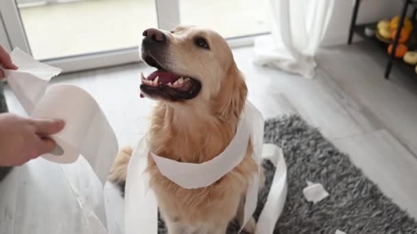 Golden Retriever Dog Looking Guilty Girl Owner Playing Toilet Paper — Stock Video