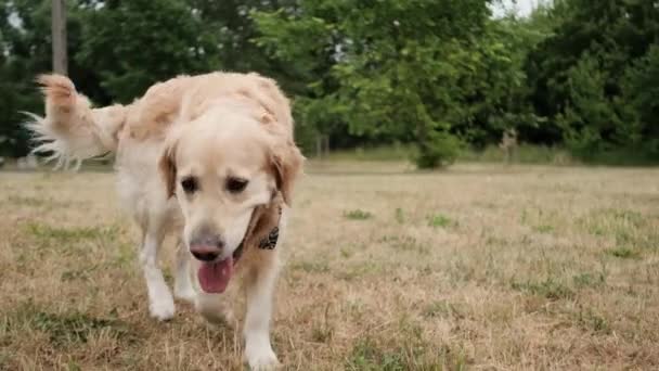 Vacker Ung Golden Retriever Hund Promenader Utomhus — Stockvideo