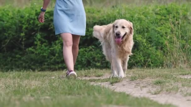 Mooi Meisje Die Loopt Met Een Gouden Hond Natuur Benen — Stockvideo