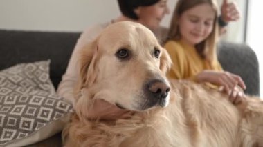 Golden Retriever köpeği aile annesi ve genç kız Gaughter ile evde eğleniyor. Genç bir kadın ve güzel bir çocuk safkan köpek evcil hayvanı.