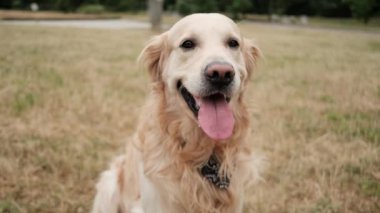 Güzel Golden Retriever cinsi köpek, yerde oturuyor ve sahibini bekliyor.