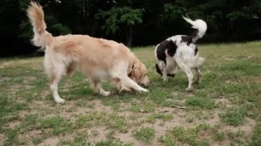 Köpek gezdirme alanında oynayan sevimli avcı köpekleri, golden retriever köpeği ve İngiliz setter köpeği.