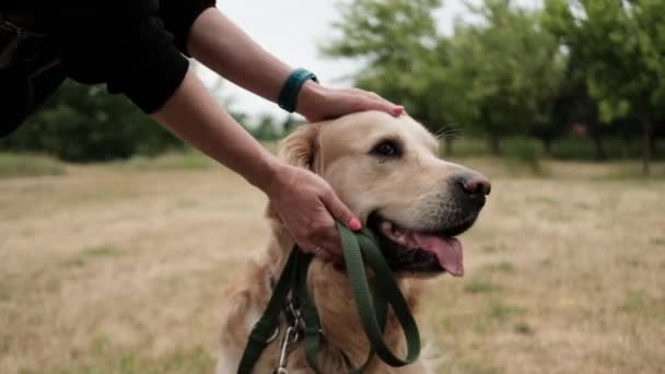 Χαριτωμένο Σκυλί Golden Retriever Τον Ιδιοκτήτη Του Πόδια Outdoors Ιδιοκτήτης — Αρχείο Βίντεο