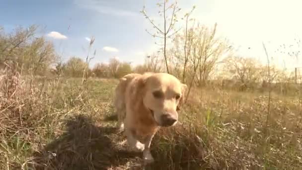 Золотий Собака Ретривер Виходить Вулицю Дивиться Камеру — стокове відео