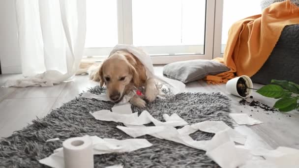 Golden Retriever Dog Playing Toilet Paper Living Room Broke Plant — 图库视频影像