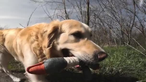 ゴールデンレトリーバー犬がアヒルのおもちゃで走って遊んで アヒルの狩りのための犬を訓練 — ストック動画