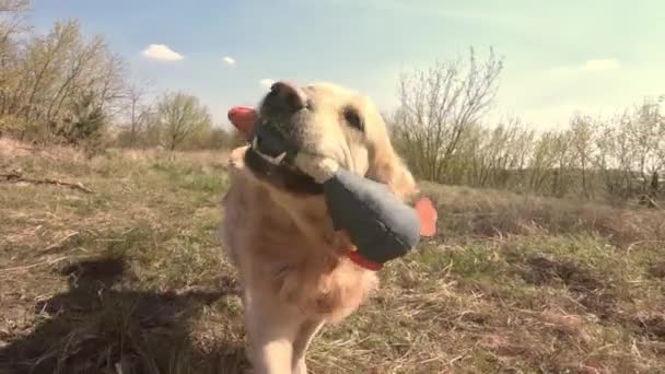 Golden Retriever Cão Brincar Com Brinquedo Pato Livre Treinando Cão — Vídeo de Stock