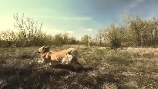 Golden Retriever Σκυλί Τρέχει Παιχνίδι Πάπια — Αρχείο Βίντεο