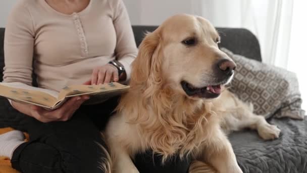 ゴールデンレトリーバーの犬が自宅でソファーに座っている本を読んでいます 文学研究の若い女性とピューレブレッドペット犬ラブラドール — ストック動画