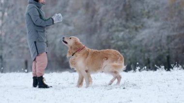 Kadın ve onun sevimli altın avcısı köpeği kışın dışarıda karla oynuyorlar.