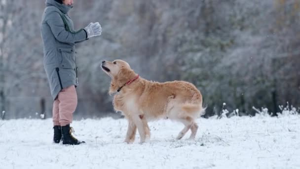 Frau Und Ihr Entzückender Golden Retriever Hund Spielen Winter Freien — Stockvideo