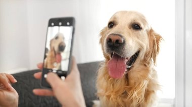 Akıllı telefonlu bir kız evde golden retriever köpeğinin fotoğrafını çekiyor. Genç kadın fotoğrafı cep telefonu kamerasıyla evcil köpekleri çekiyor.