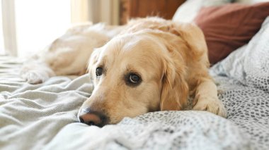 Golden retriever köpeği yatakta dinleniyor ve gözlerini kapatıyor. Safkan köpek labrador evde uyuyor.