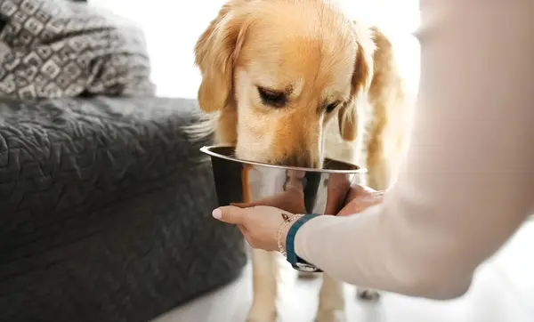 Golden Retriever Köpeği Kızın Elinde Metal Kaseden Özel Yiyecekler Yiyor — Stok fotoğraf