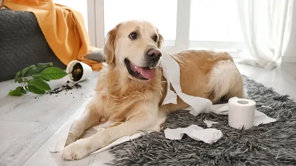 Golden Retriever Dog Playing Toilet Paper Living Room Broke Plant — Stock Photo, Image