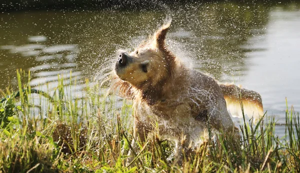 Golden retriever dog shaking off water after swimming in river. Wet labrador doggy pet drying itself near lake
