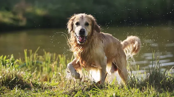 Nehirde yüzdükten sonra Golden retriever köpeği. Islak labrador köpek yavrusu kendini göl kenarında kurutuyor ve su havaya karışıyor.