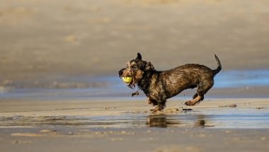 Deniz kıyısında koşan ve elinde topu tutan safkan bir köpek. Okyanus kıyısında oynayan sevimli evcil köpek.