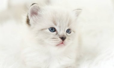 Küçük, şirin bir oyuncak bebek yavrusu. Mavi gözlü, masum ve çekici.