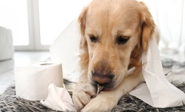 Golden Retriever köpeği banyoda tuvalet kağıdıyla oynuyor ve yerde yatıyor. Safkan köpek evcil hayvanı tuvalet kağıdıyla oynuyor.