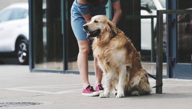 Golden Retriever köpeği süpermarketin yanındaki caddede bekliyor. Saf köpek evcil köpeğinin tasmasını çıkaran kız.