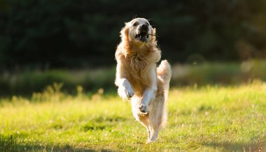 Çok sevimli altın av köpeği dişlerinde bir sopayla dışarıda otların üzerinde koşuyor.