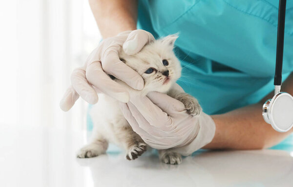 Girl veterinarian examining small kitten in clinic. Woman vet doctor cares about fluffy kitty cat