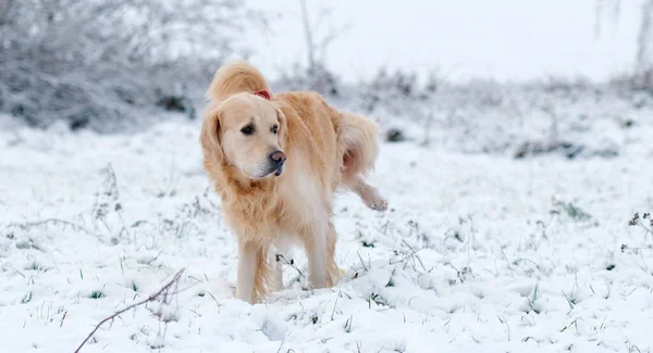Golden Retriever Dog Peeing Snow — Stock Photo, Image