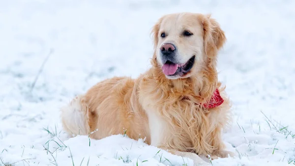 Adorable Golden Retriever Dog Lying In The Snow Outdoors In Winter