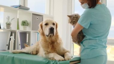 Veteriner kliniğinde doktorla randevusu olan kedi ve golden retriever köpeği.